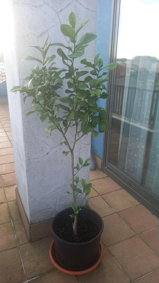 Appartamento ÁTICO con dos terrazas Ares Esterno foto
